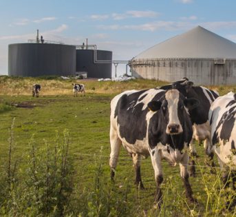 ENERGIE RINNOVABILI: LE BIOENERGIE, QUANDO GLI SCARTI AGRO-ZOOTECNICI DIVENTANO VALORE